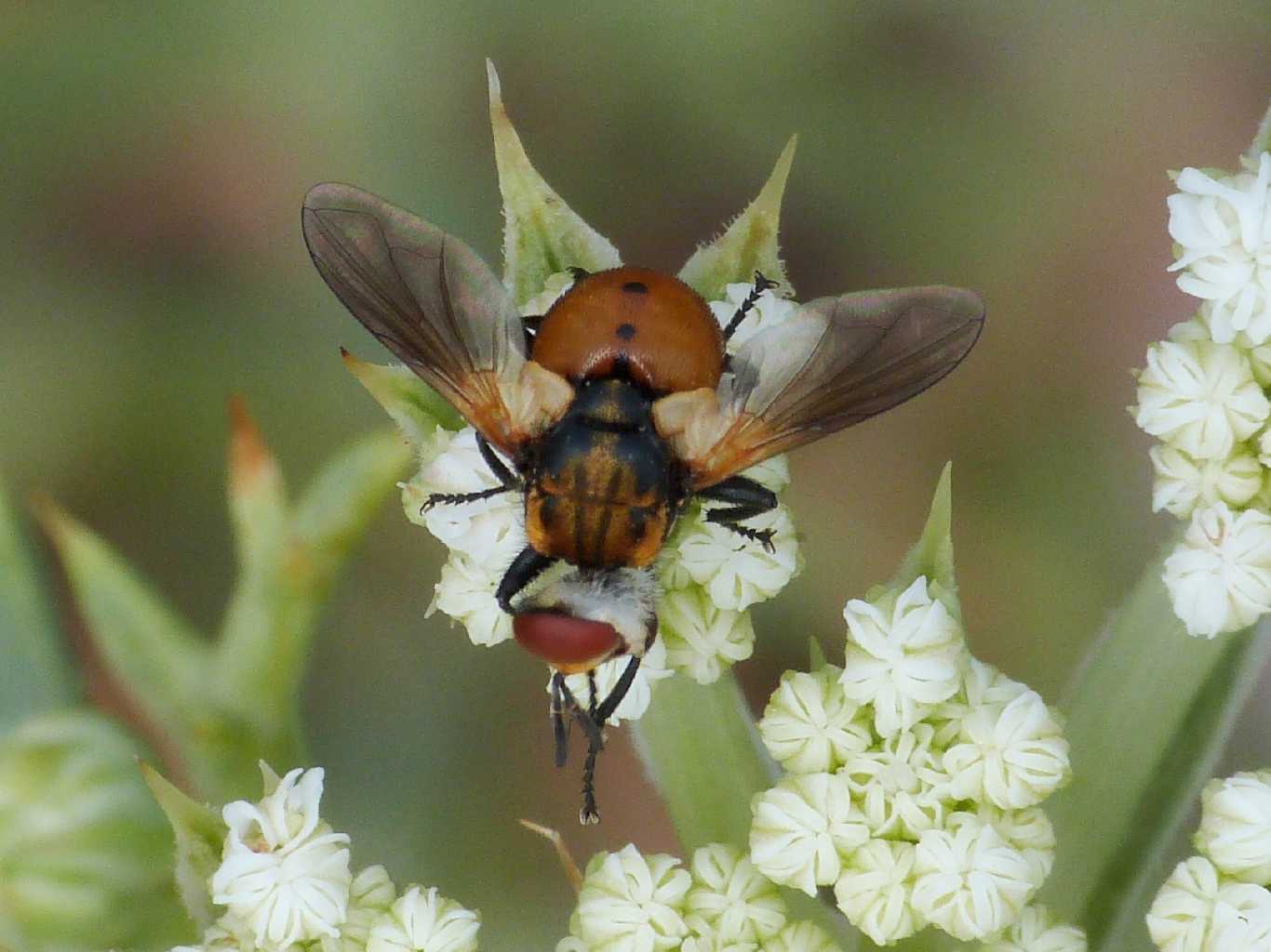 Oggi mi gira la testa